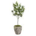 Bay Laurel Tree | John Richard - JRB-5287