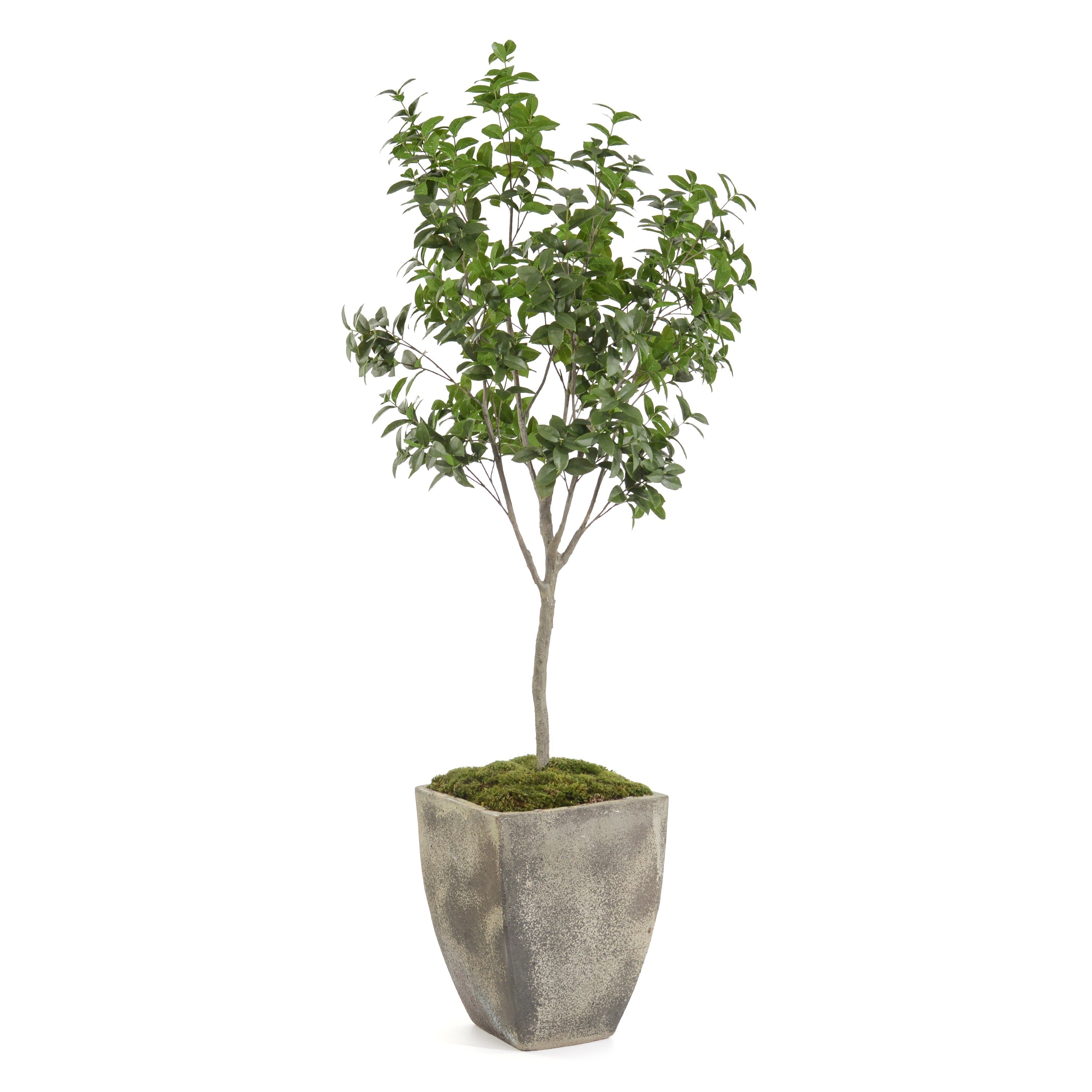 Bay Laurel Tree | John Richard - JRB-5287