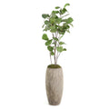 Slender Fiddle Leaf Fig | John Richard - JRB-5310