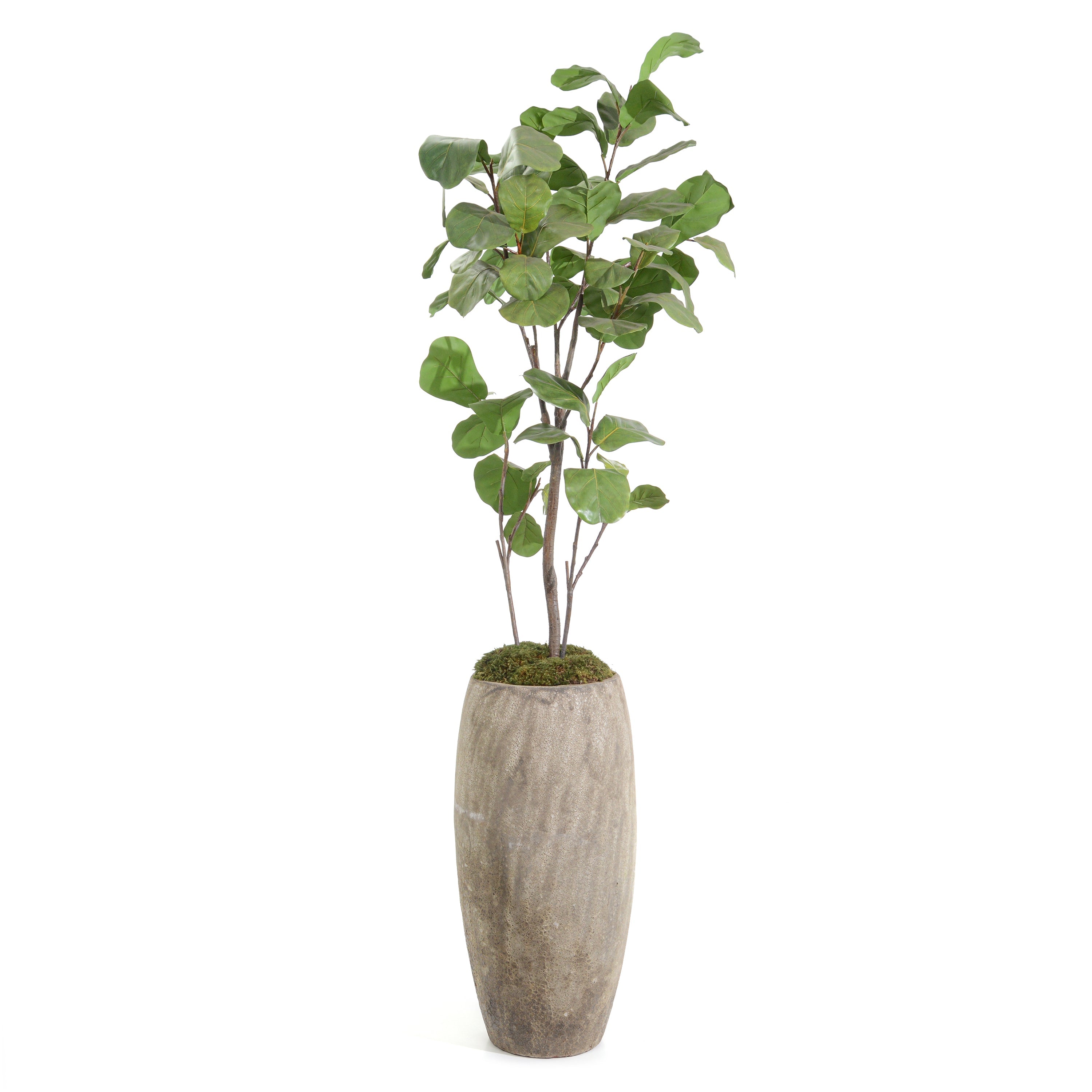 Slender Fiddle Leaf Fig | John Richard - JRB-5310