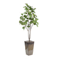 Mossey Green Fig Tree | John Richard - JRB-5356
