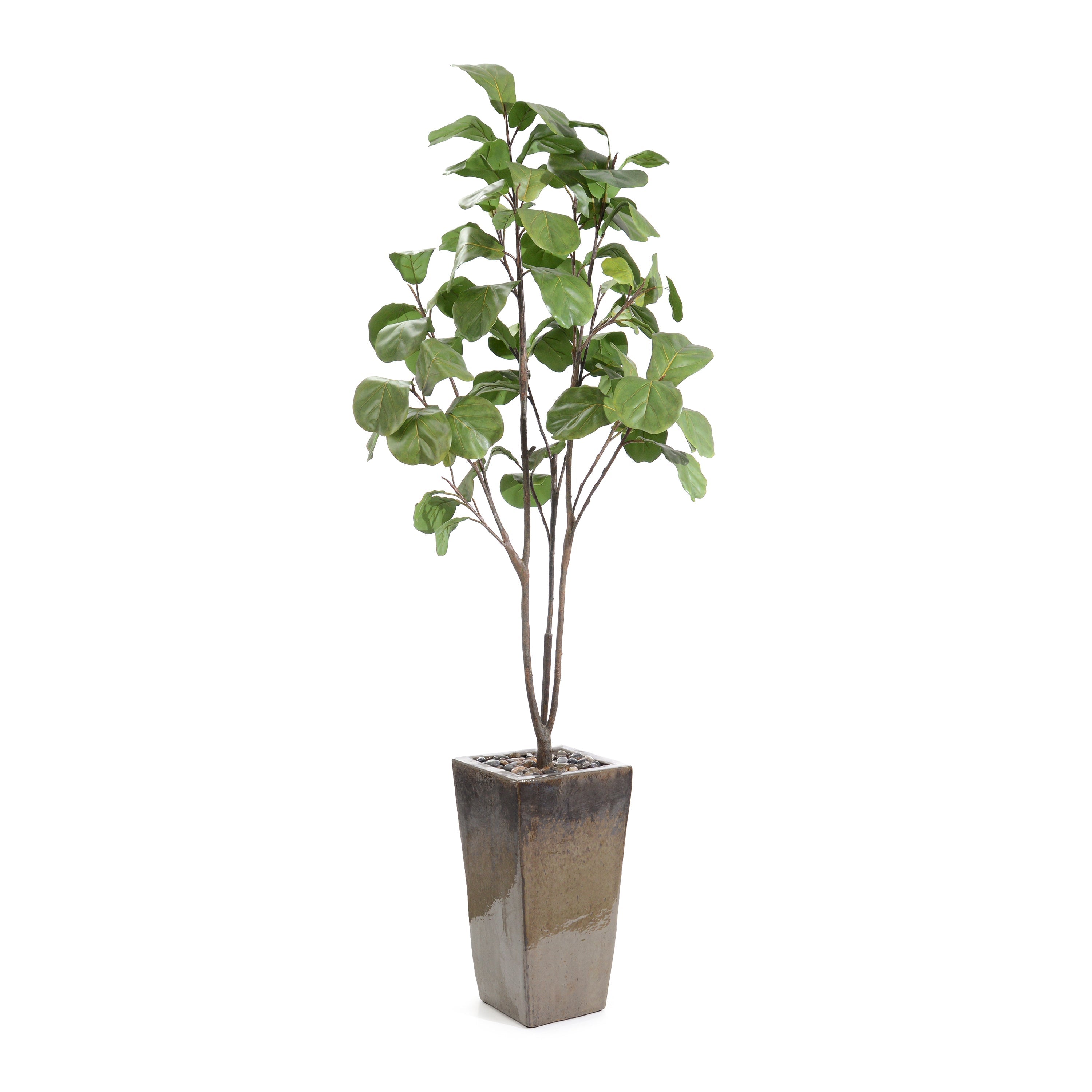 Mossey Green Fig Tree | John Richard - JRB-5356