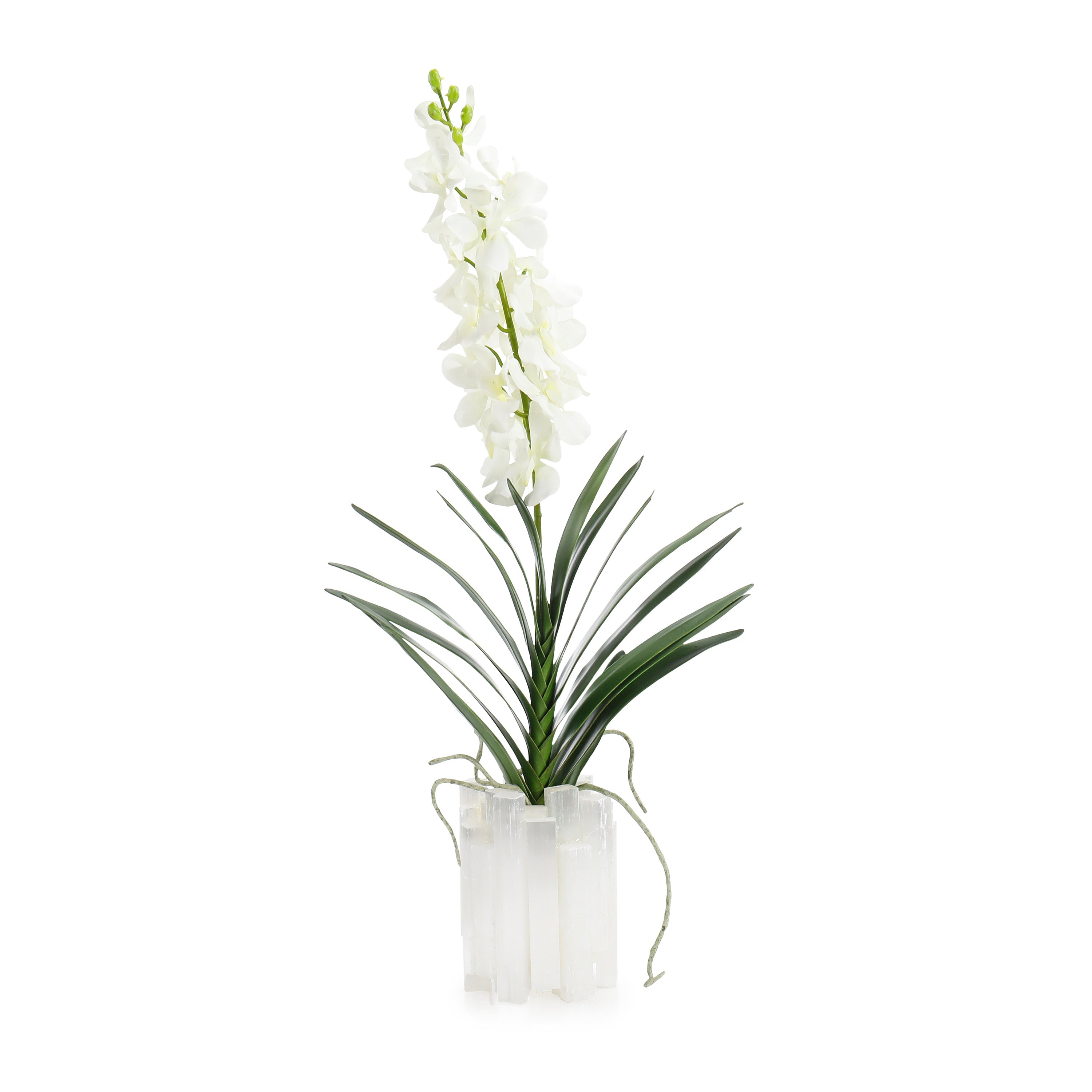 Dendrobium 'N' Selenite | John Richard - JRB-5483W