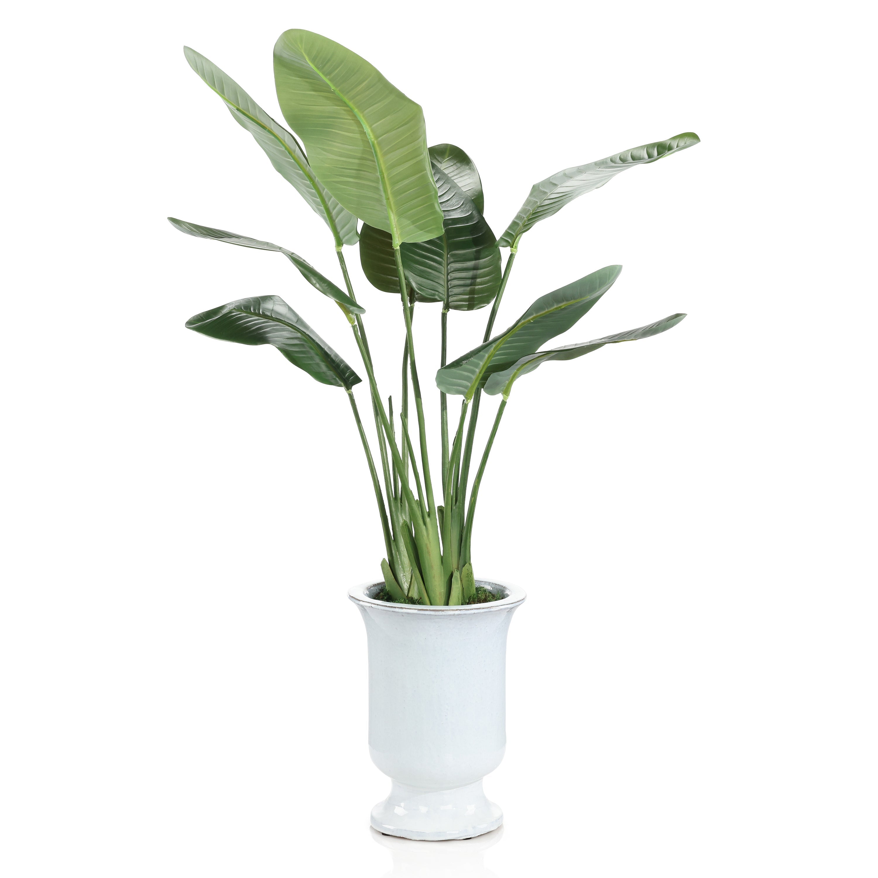 Island Bird of Paradise | John Richard - JRB-5568