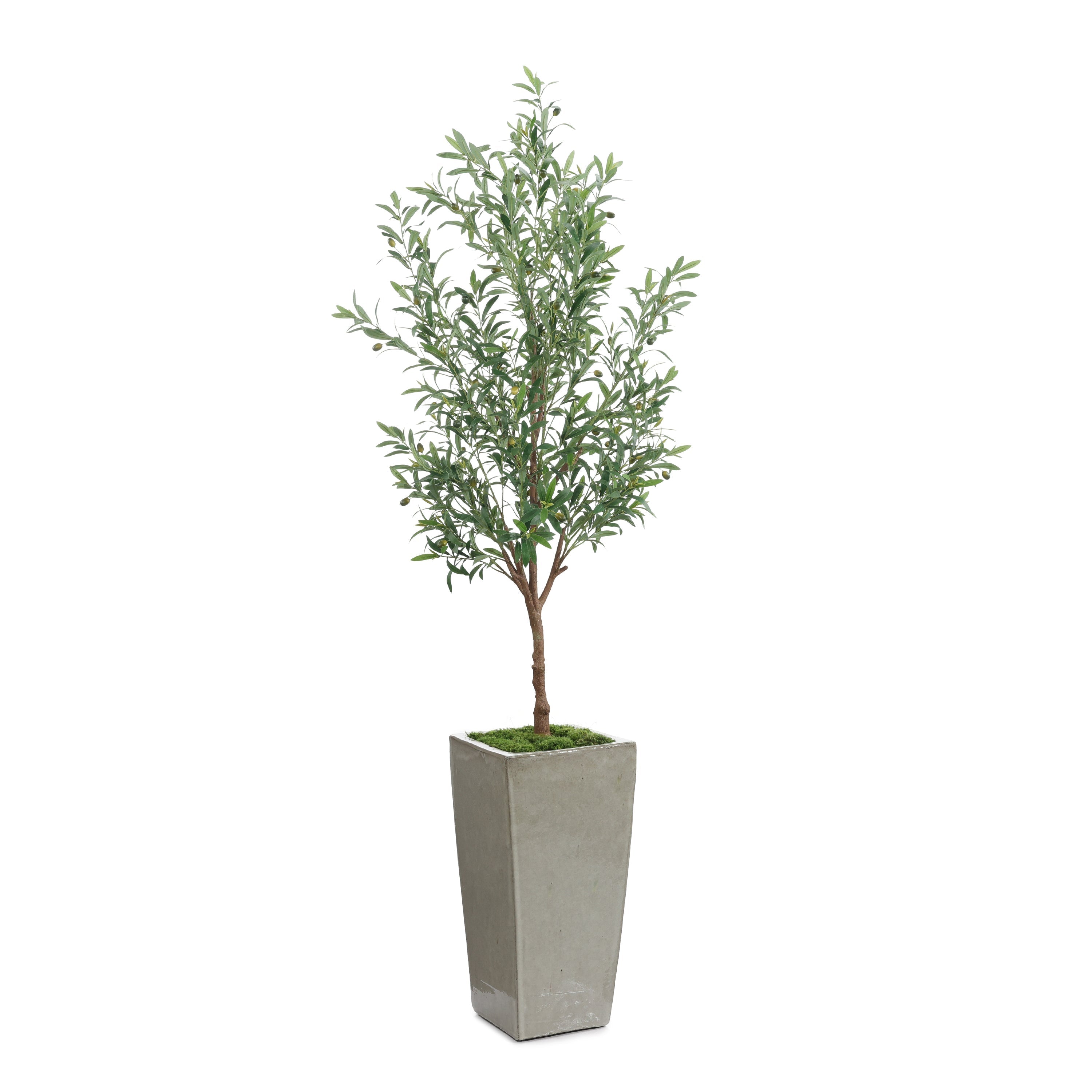 Garden Olive | John Richard - JRB-5611