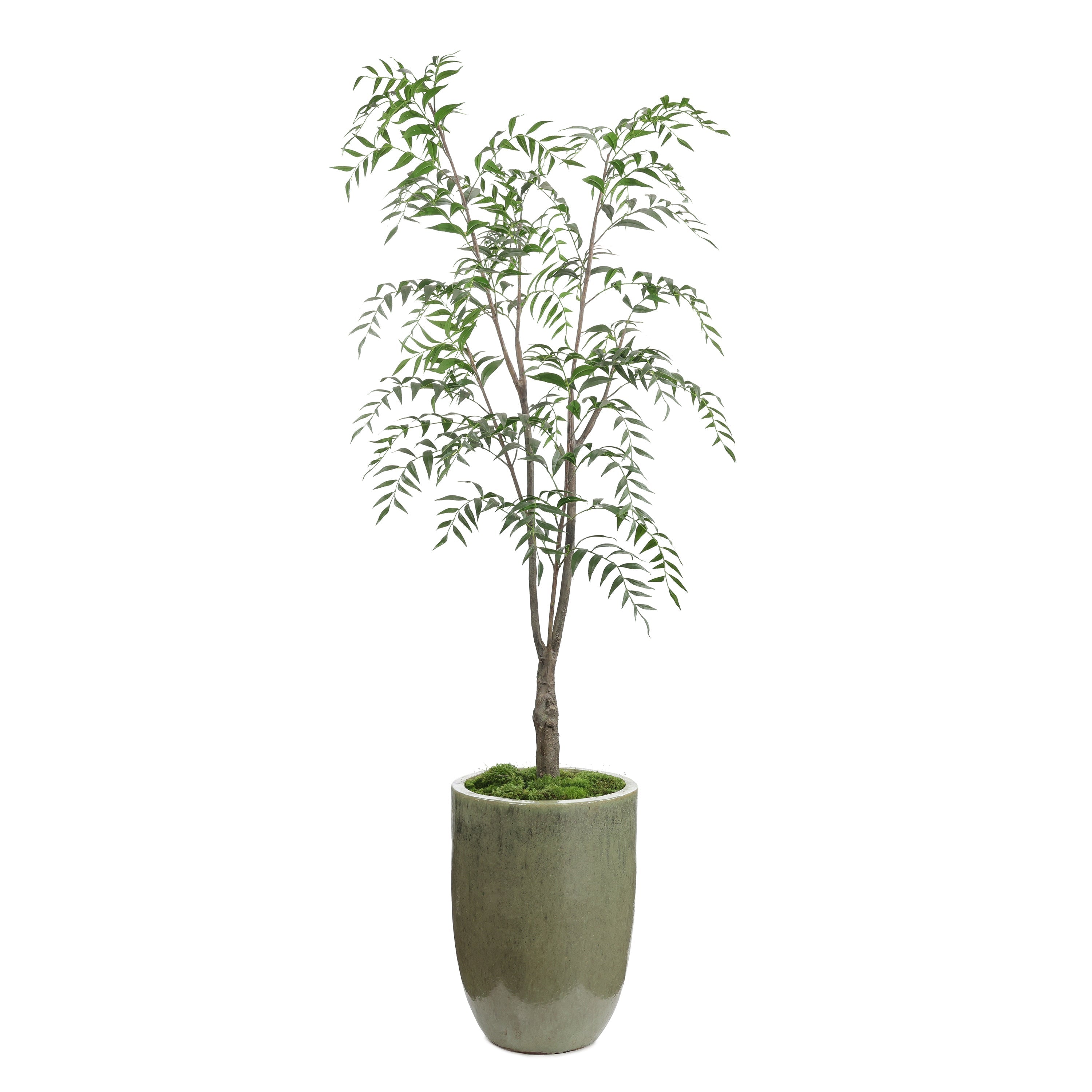 Southern Willow | John Richard - JRB-5612