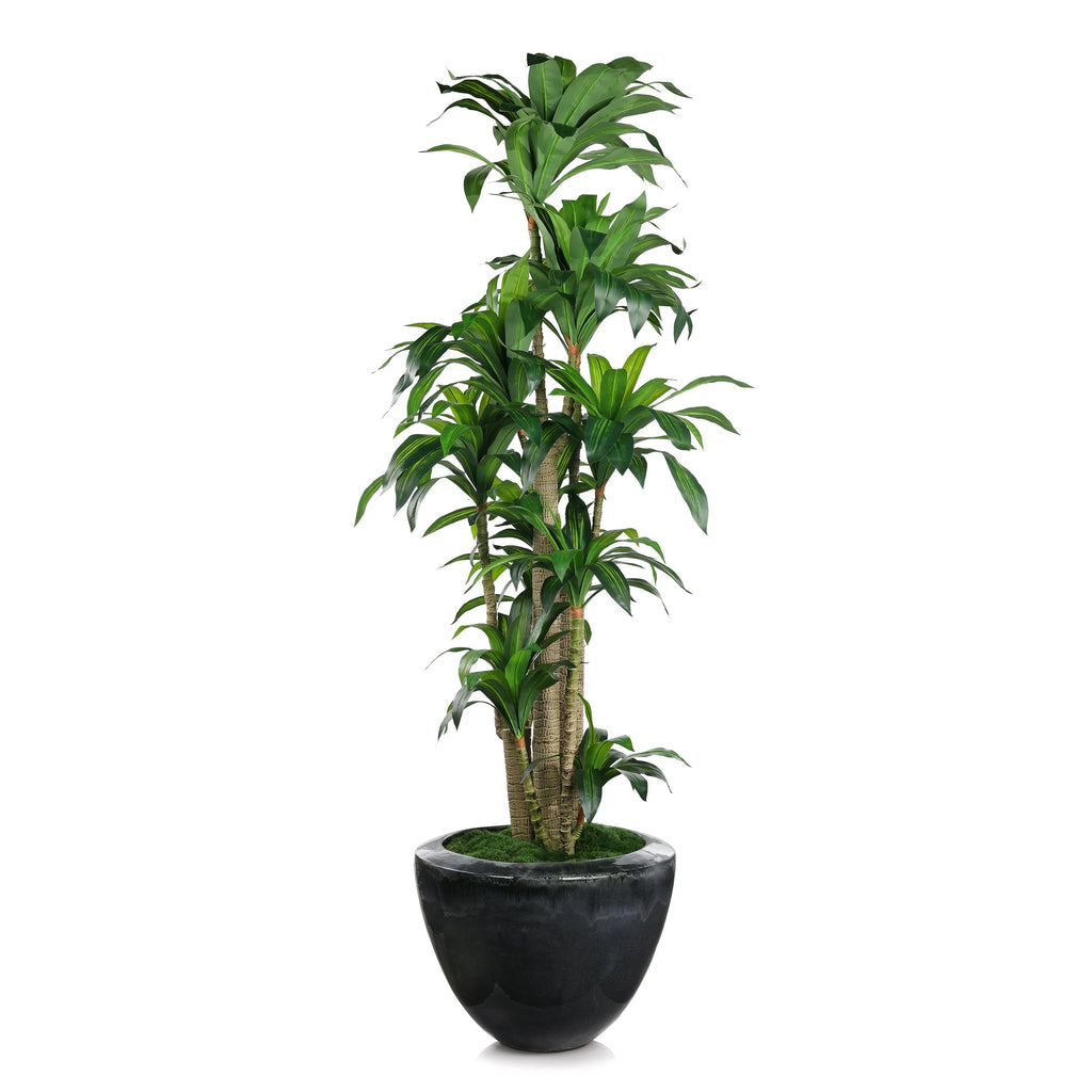 Dracaena Corn Tree | John Richard - JRB-5676