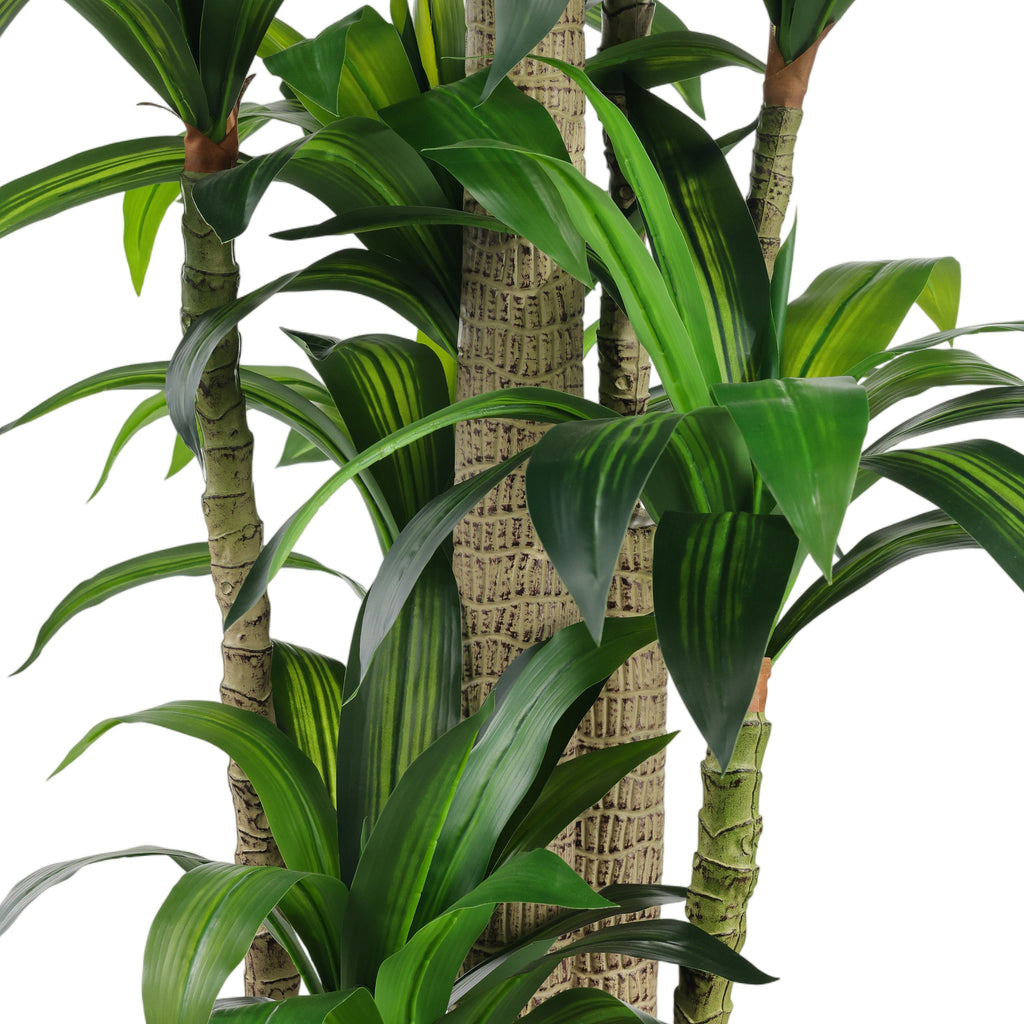Dracaena Corn Tree | John Richard - JRB-5676