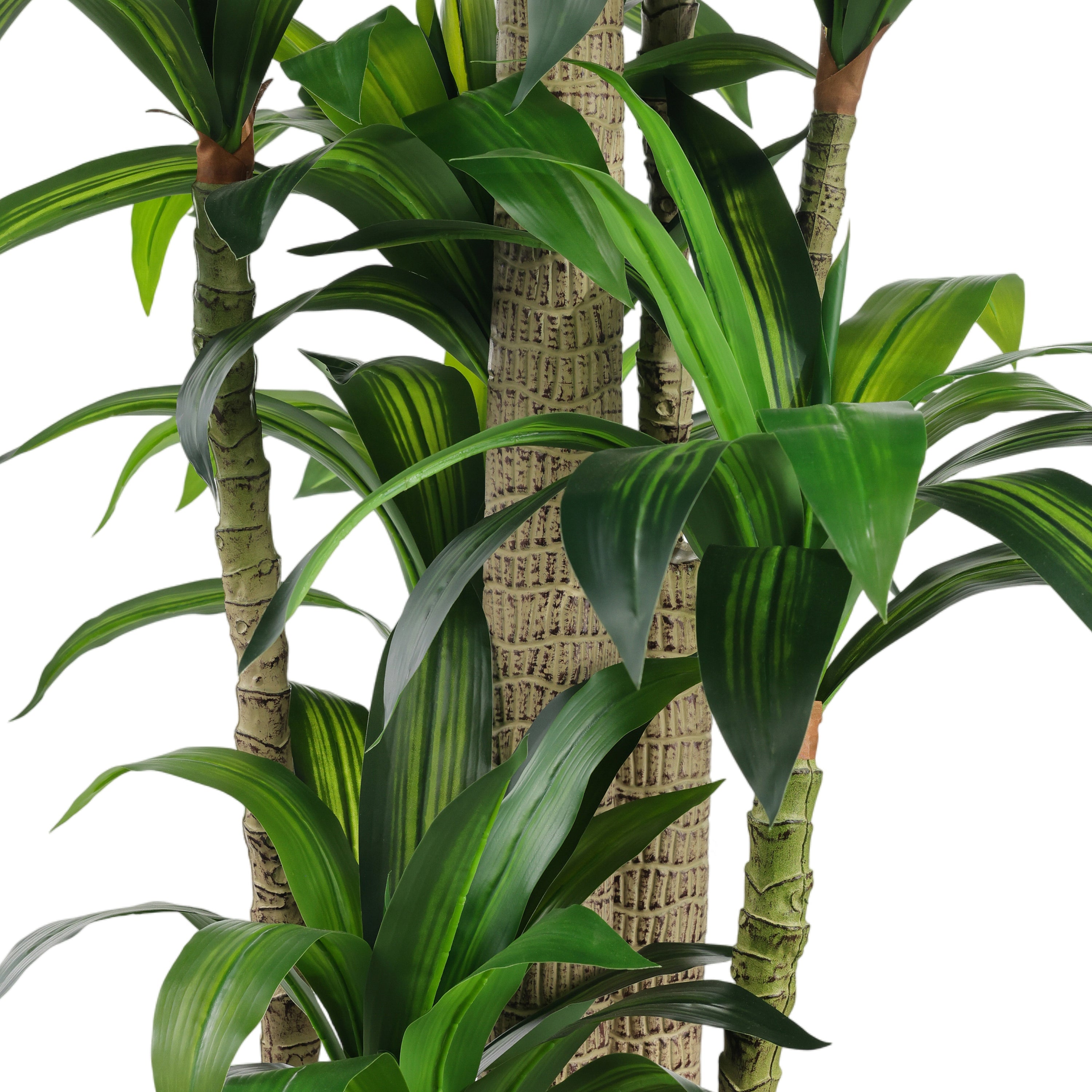 Dracaena Corn Tree | John Richard - JRB-5676