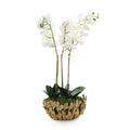 Orchid Elegance | John Richard - JRB-5677