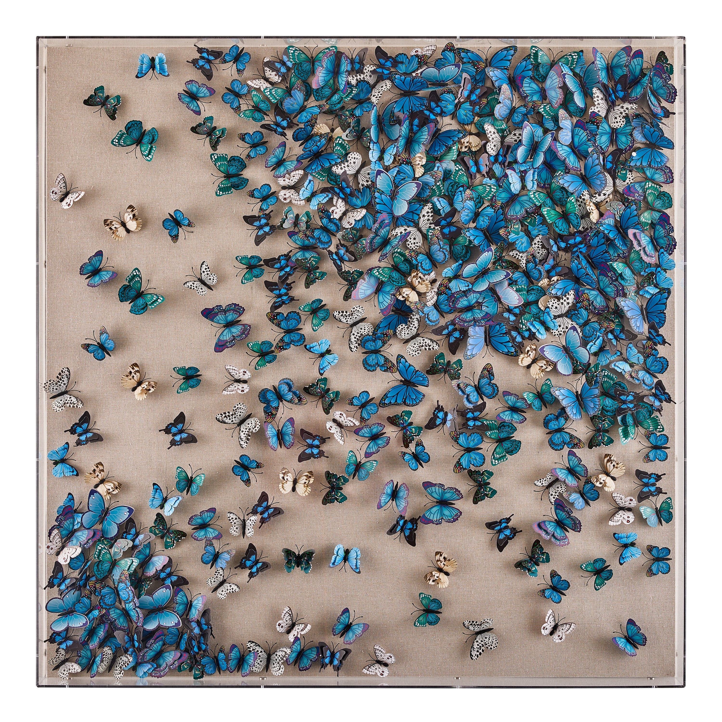 Tony Fey's Flight of the Butterflies | John Richard - JRO-3406