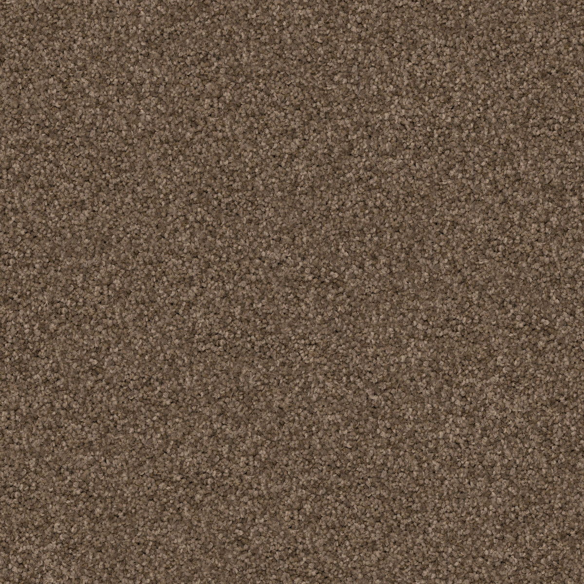 Labrador