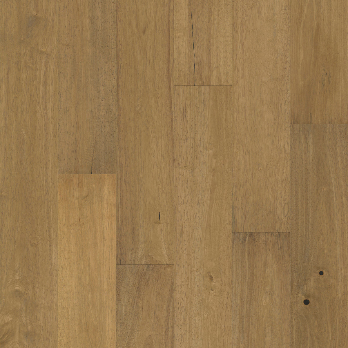 Pacific Pecan in Tabor Pecan