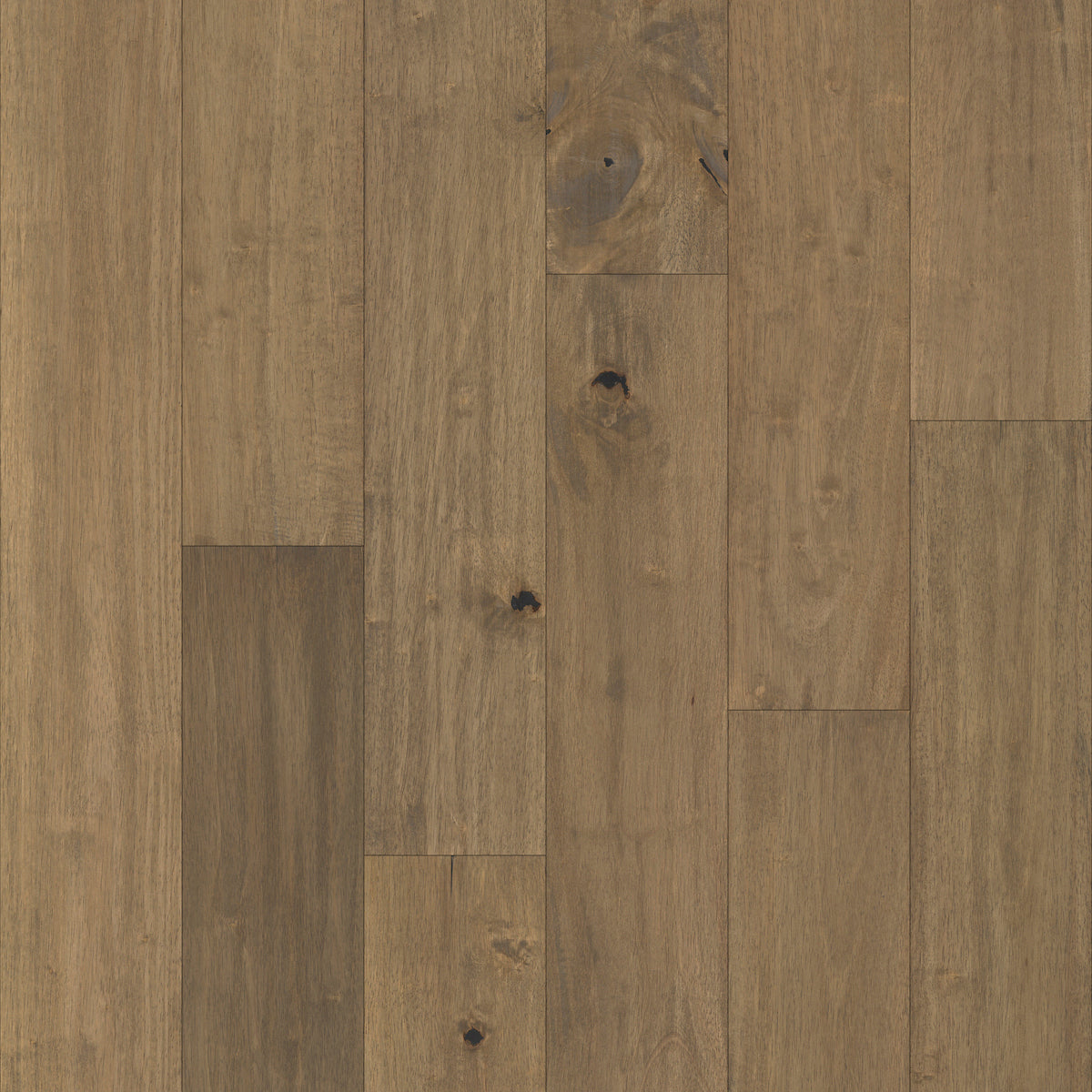 Pacific Pecan in Hamby Pecan