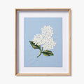 HYDRANGEA BLUE