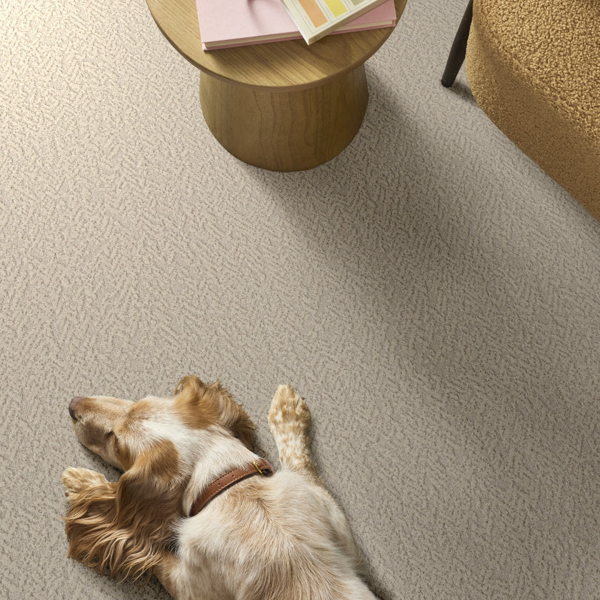 JOYFUL SPIRIT WHISKERS ROOM