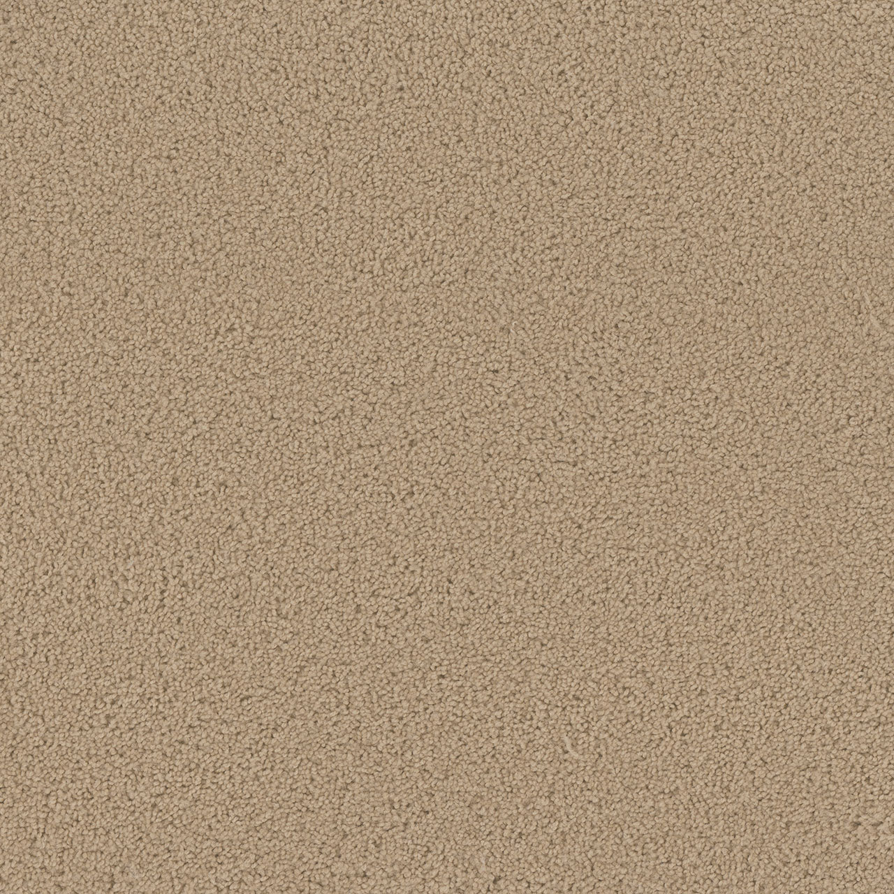 SP250 - Cookie Dough