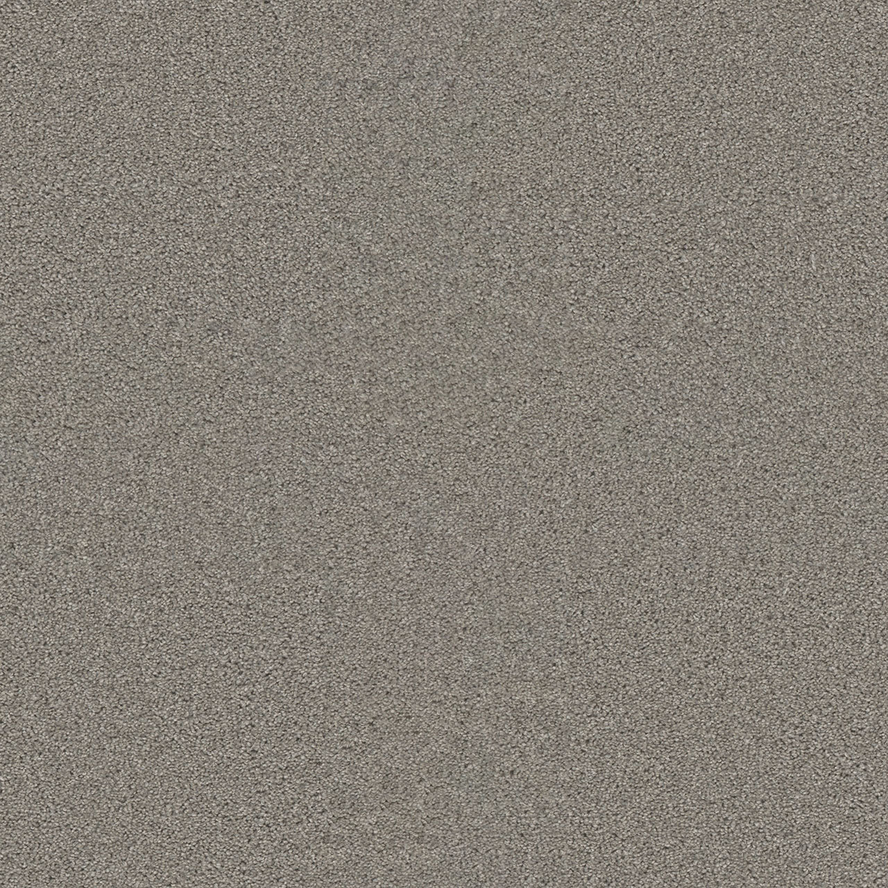 SP251 - Silver Birch