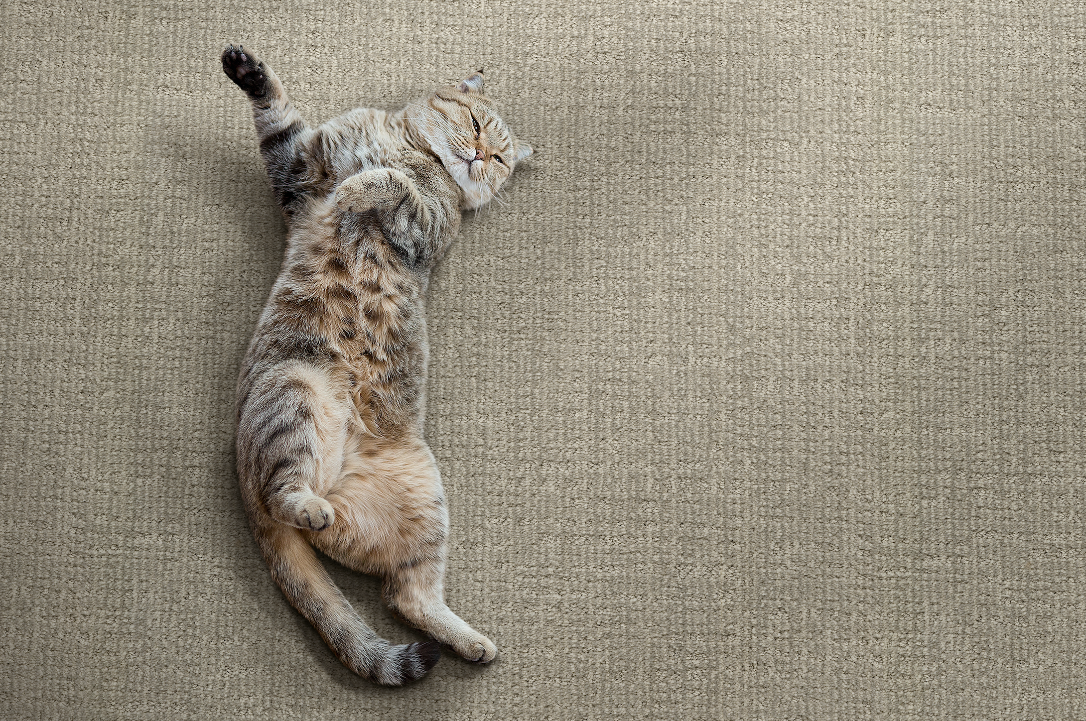 Bengal